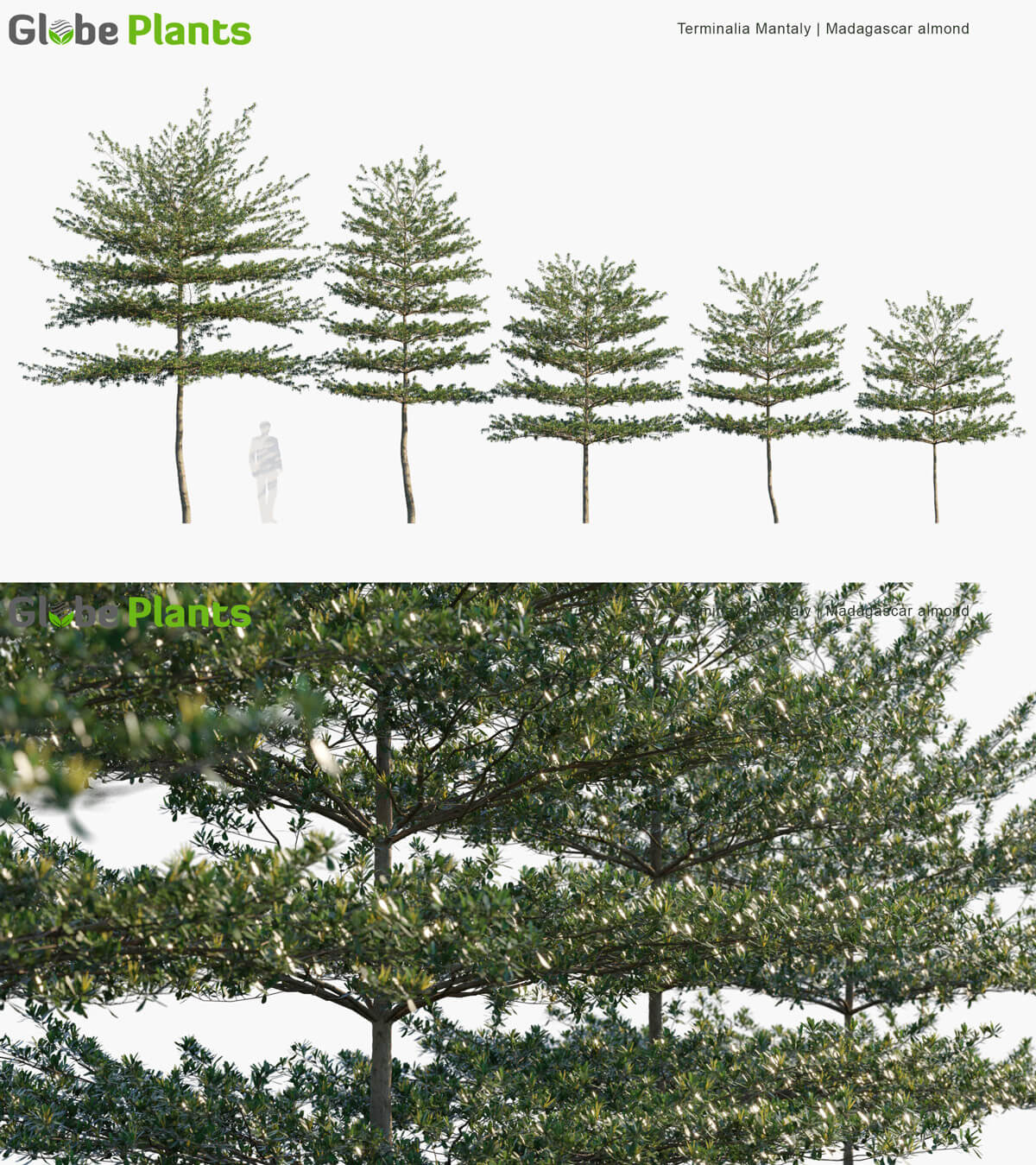 Terminalia Mantaly小叶榄仁树3D模型（MAX）