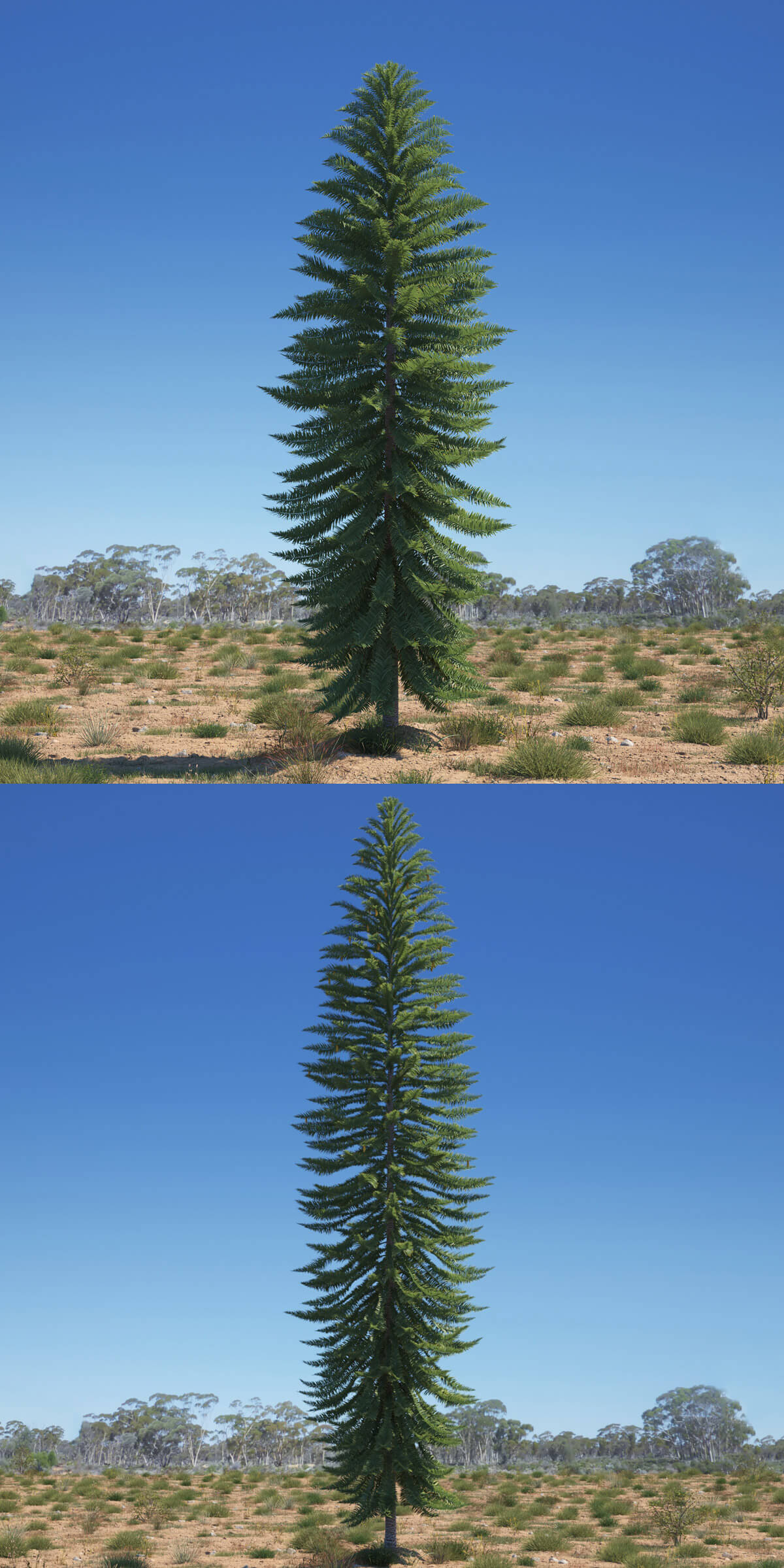 Wollemia nobilis 3种形态的瓦勒迈杉树3D模型合集（MAX）