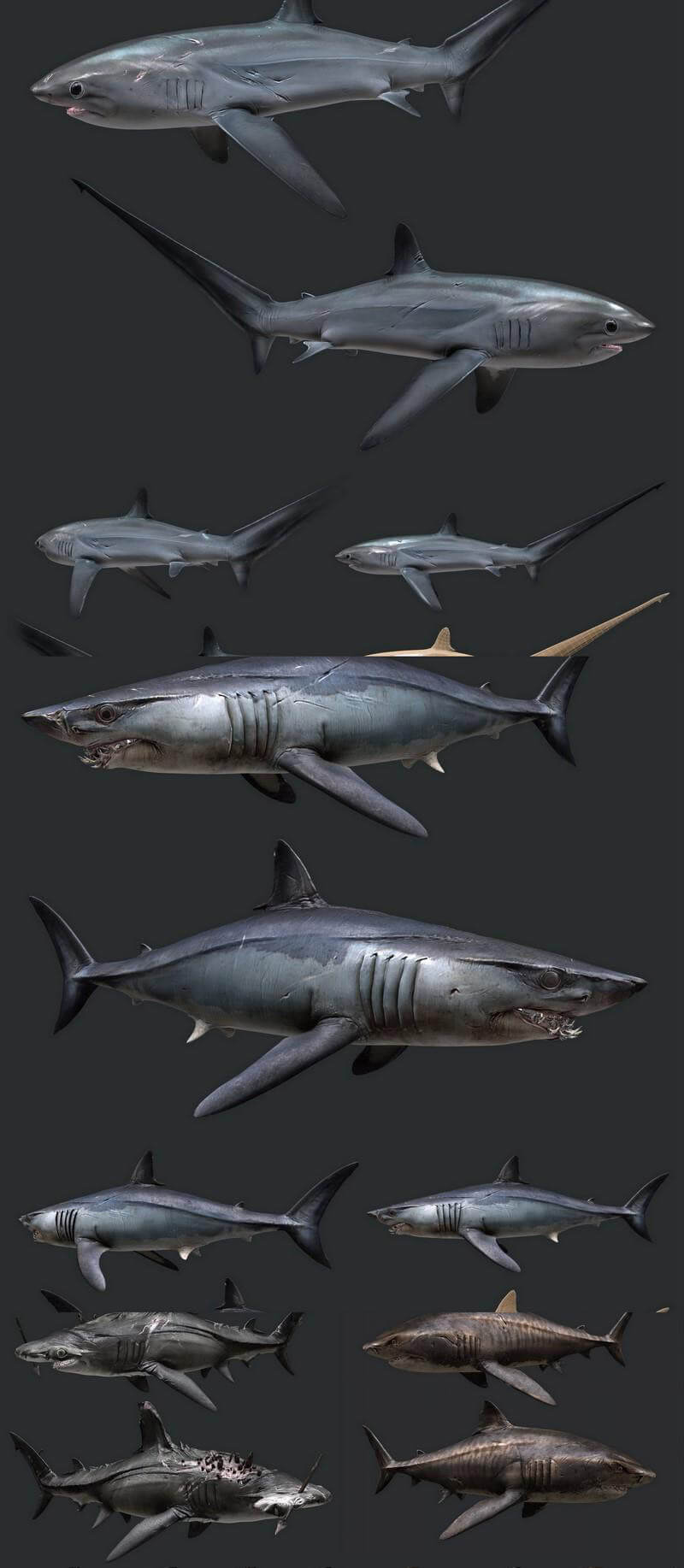 鲨鱼3D模型（OBJ,FBX,MAX）