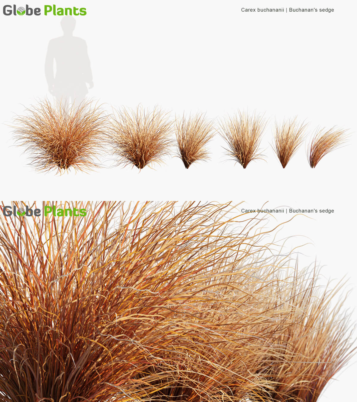Carex buchananii棕红苔草3D模型（MAX）