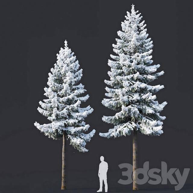 被雪覆盖的云杉树3D模型（OBJ,MAX）