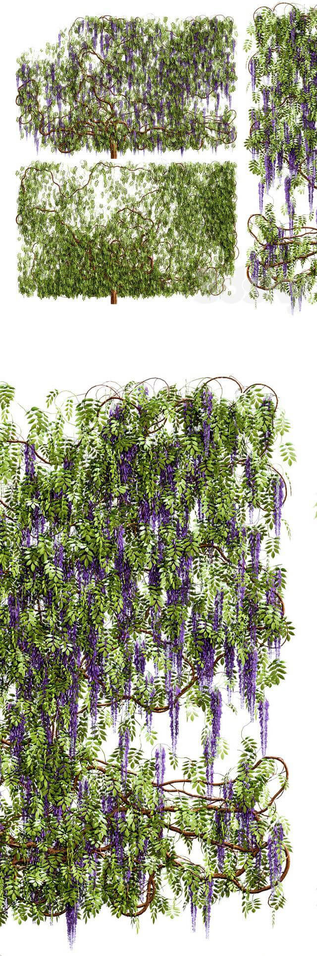开花的紫藤植物3D模型（OBJ,FBX,MAX）