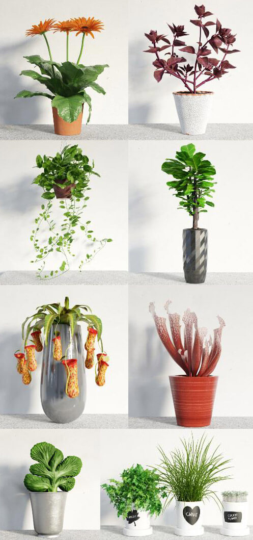 8种室内绿植盆景3D模型（MAX）