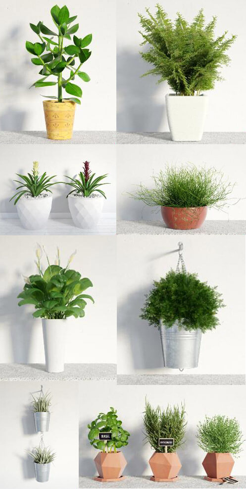 8种室内绿植盆景3D模型（MAX）