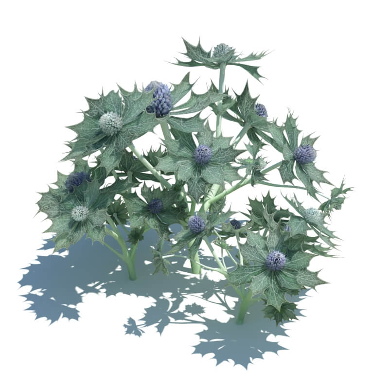 Eryngium maritimum海刺芹草类植物3D模型（OBJ,FBX,MAX）