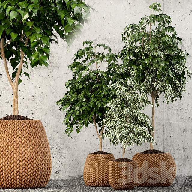 大型编织纹理花盆中的绿树盆景组合3D模型（OBJ,FBX,MAX）