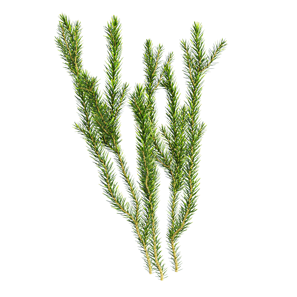 Erica multiflora多花欧石南绿色植物3D模型（OBJ,FBX,MAX）