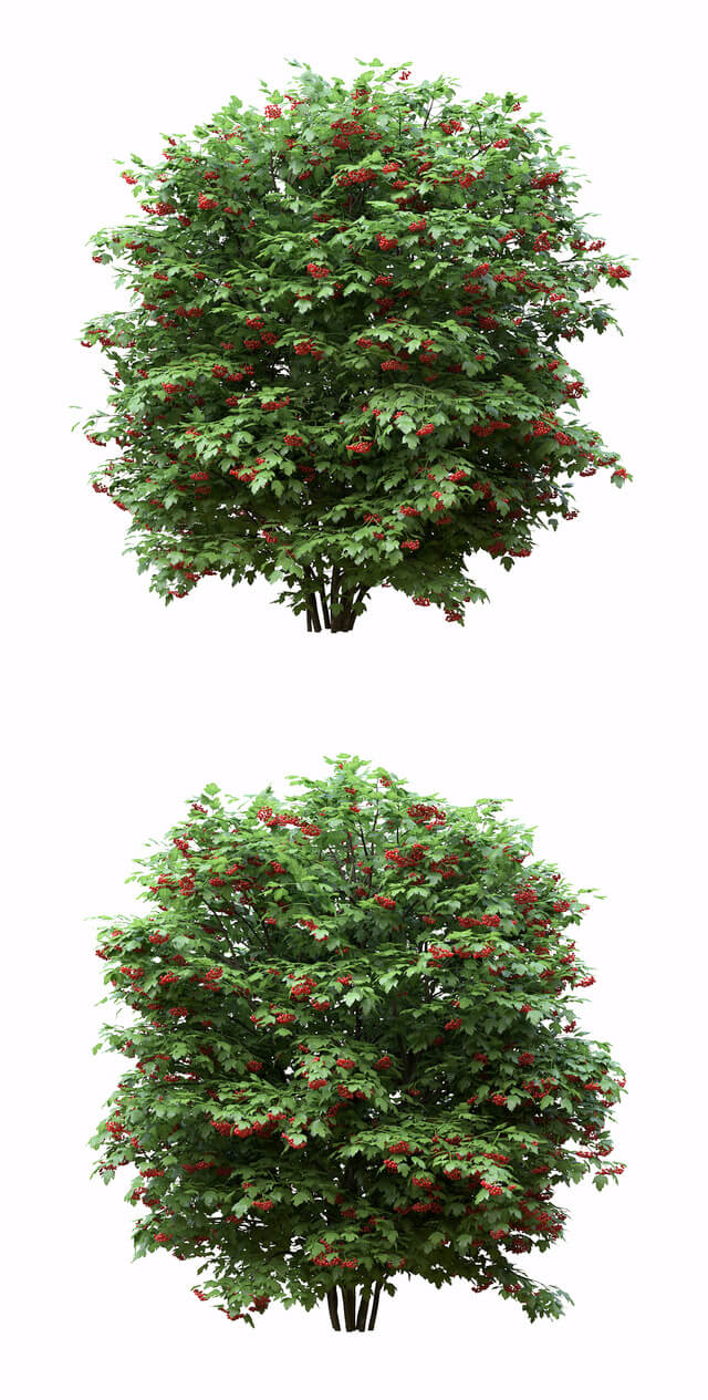 Wild Red Viburnum结满红色果实的野生荚蒾3D模型（FBX,MAX）