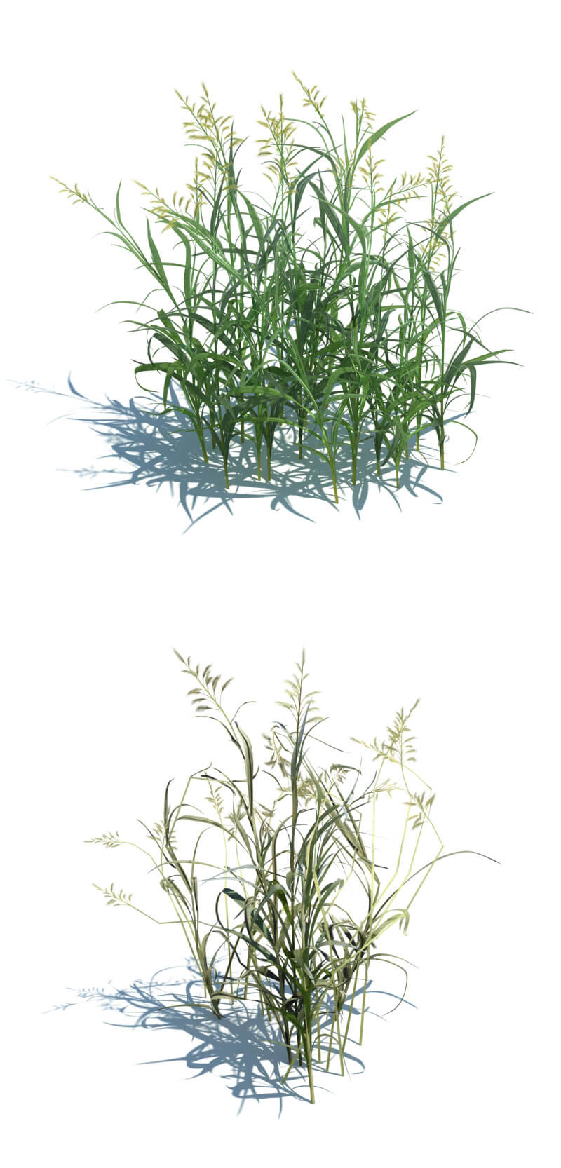 Phalaris arundinacea虉草3D模型（OBJ,FBX,MAX）