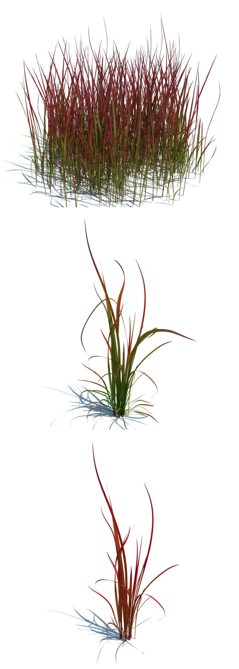 imperata cylindrica red baron白茅红男爵草3D模型（OBJ,FBX,MAX）