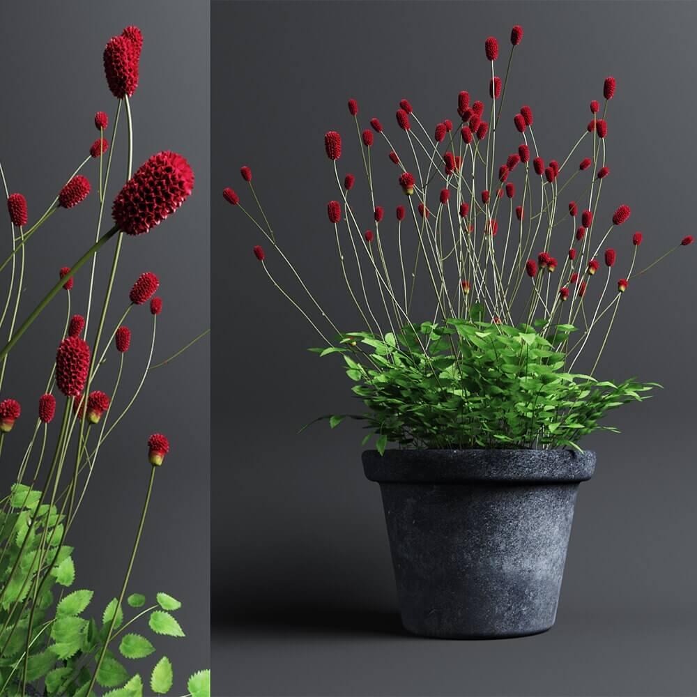 灰色花盆中开红色花朵的地榆植物盆景3D模型（OBJ,FBX,MAX）