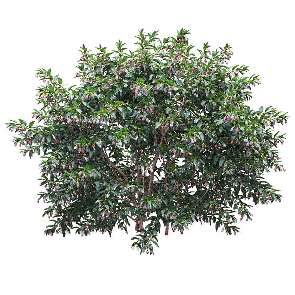 Vaccinium ovatum开紫色花朵的常青越桔3D模型（OBJ,FBX,MAX）