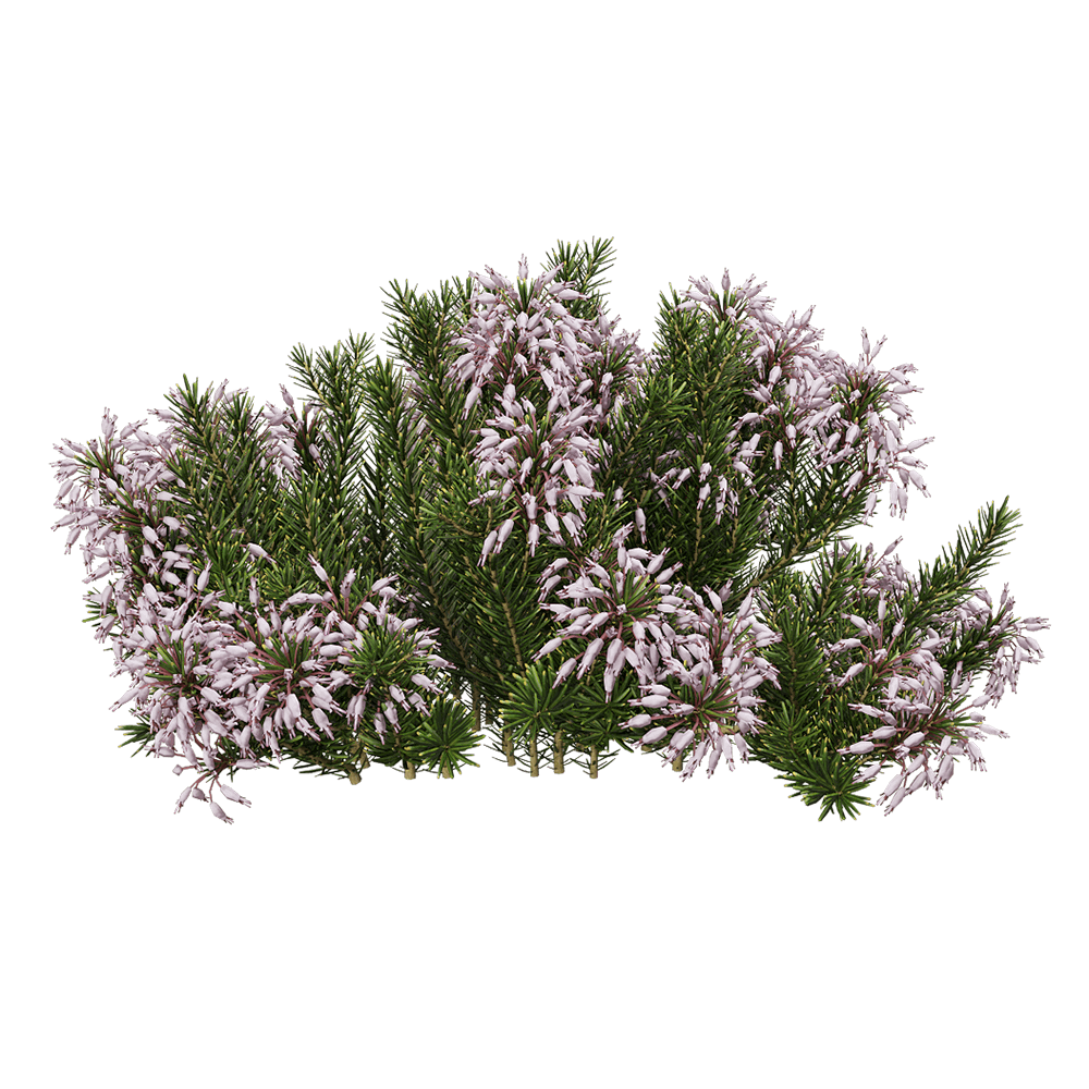 Erica multiflora开粉色花朵的多花欧石南植物3D模型（OBJ,FBX,MAX）