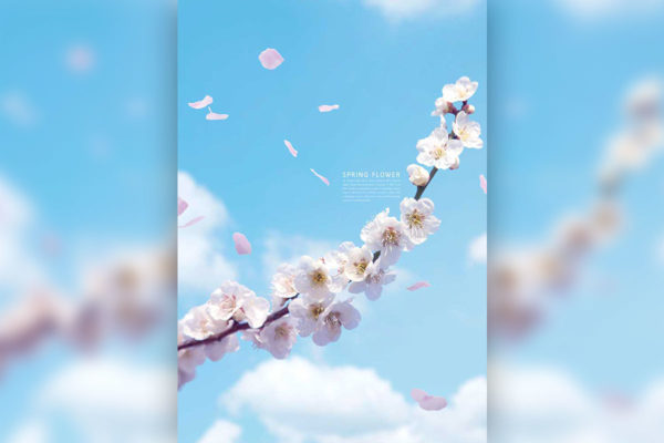 白色蓝天春季樱花手机壁纸背景素材 (psd)