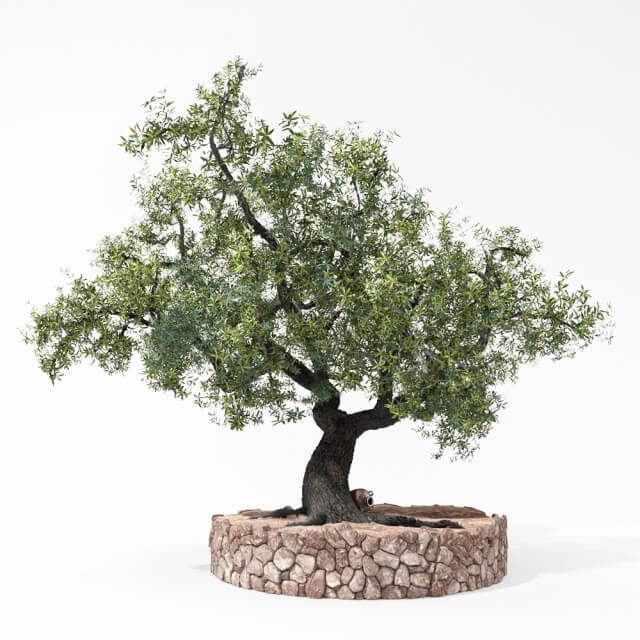 圆形石坛中粗壮的油橄榄树3D模型（OBJ,FBX,MAX）