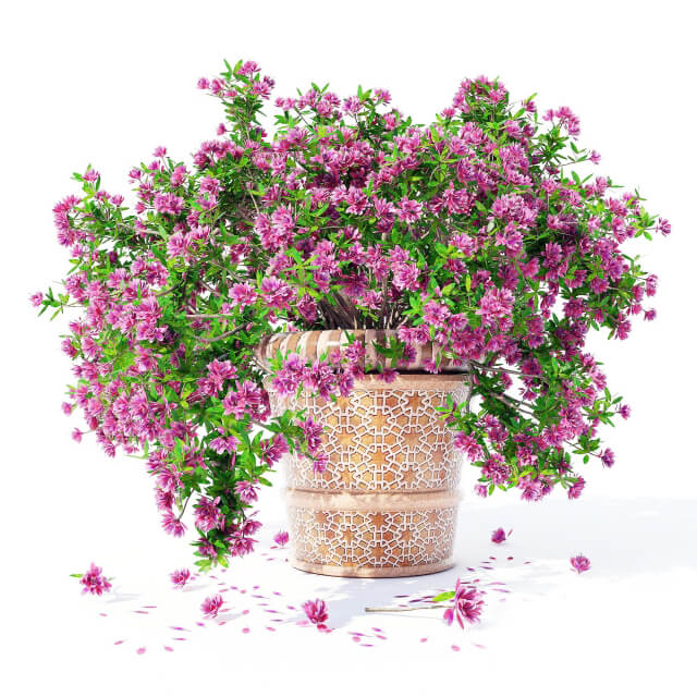 装饰花盆中开满紫色花朵的杜鹃植物盆景3D模型（OBJ,FBX,MAX）
