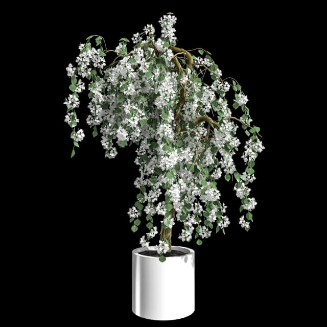 开白色花朵的九重葛盆景3D模型（OBJ,FBX,MAX）