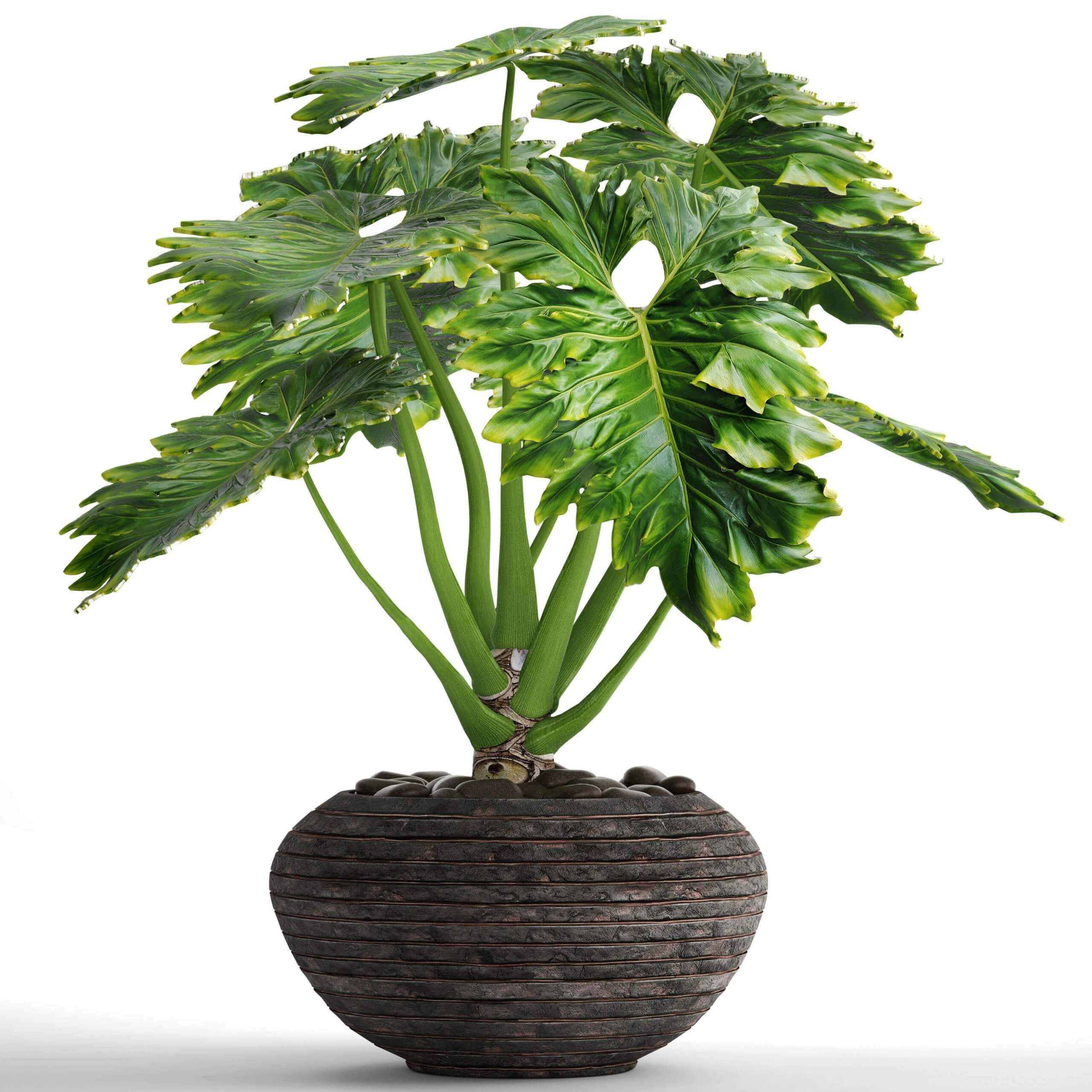 装饰花盆中的大型喜林芋绿植盆景3D模型（OBJ,FBX,MAX）