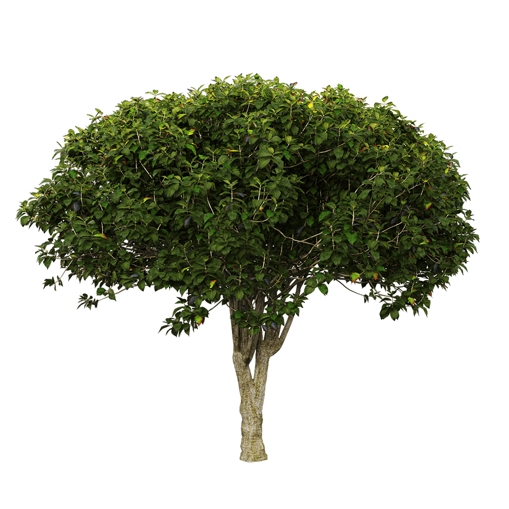 Euonymus europaeus枝繁叶茂的卫矛树3D模型（OBJ,FBX,MAX）