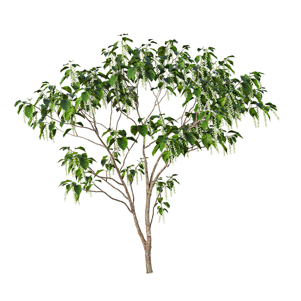 Stachyuru praecox开白色花朵的旌节花树3D模型（OBJ,FBX,MAX）