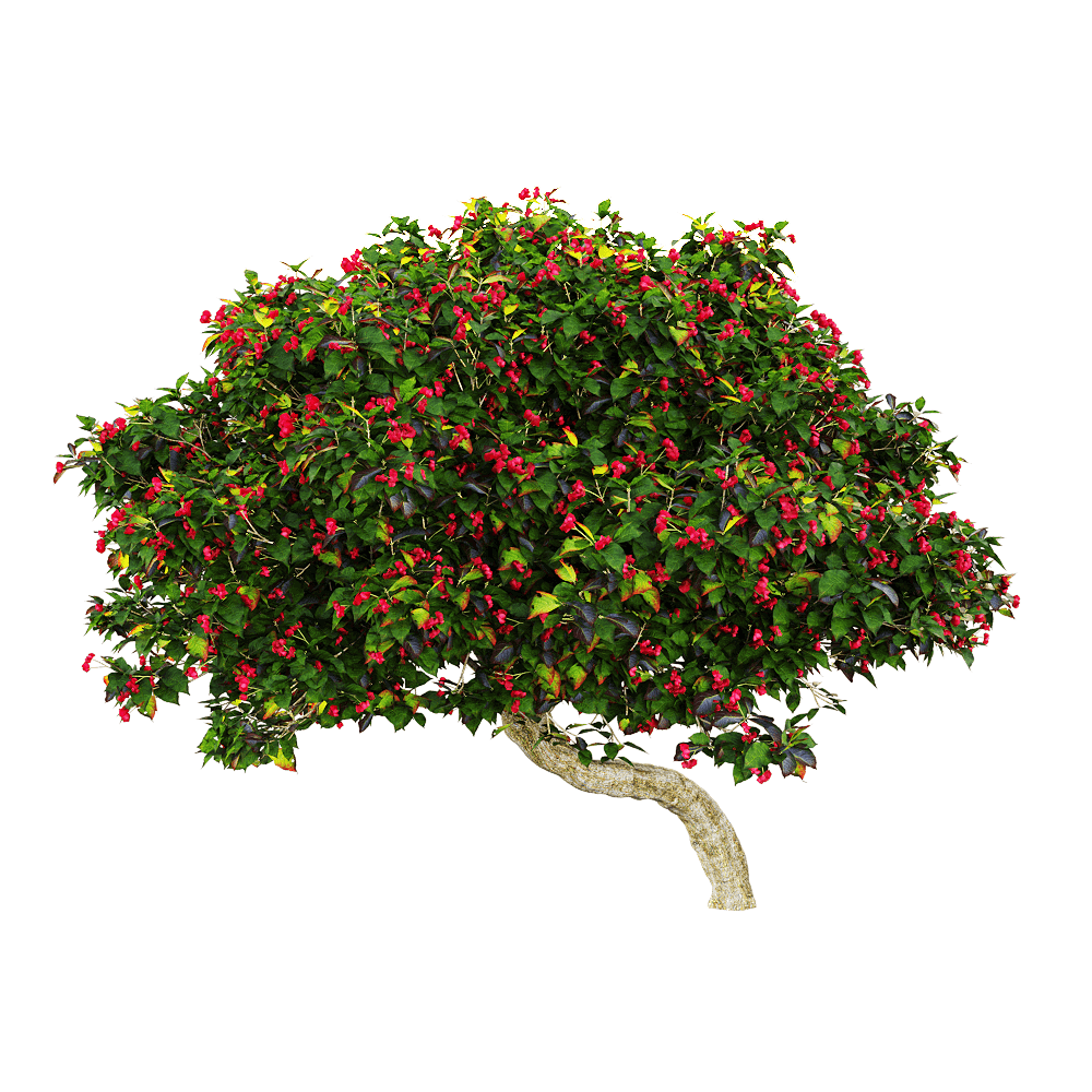 开红色花朵的欧卫矛树3D模型（OBJ,FBX,MAX）