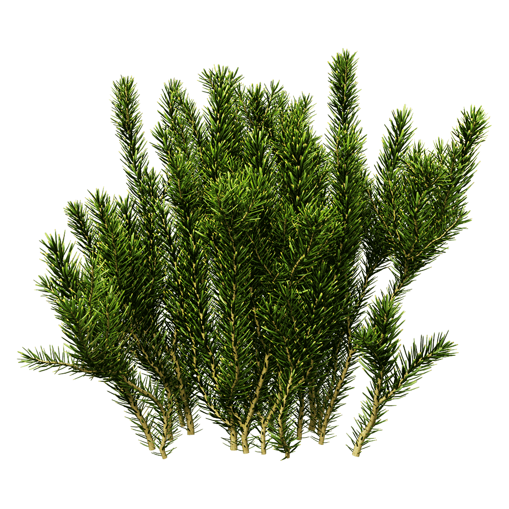 Erica multiflora多花欧石南绿色植物3D模型（OBJ,FBX,MAX）