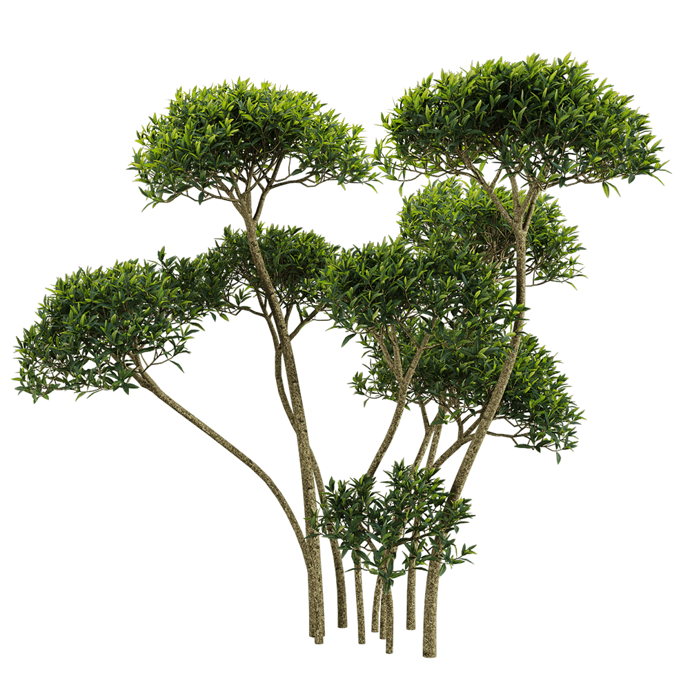 Phillyrea angustifolia狭叶总序桂树3D模型（OBJ,FBX,MAX）