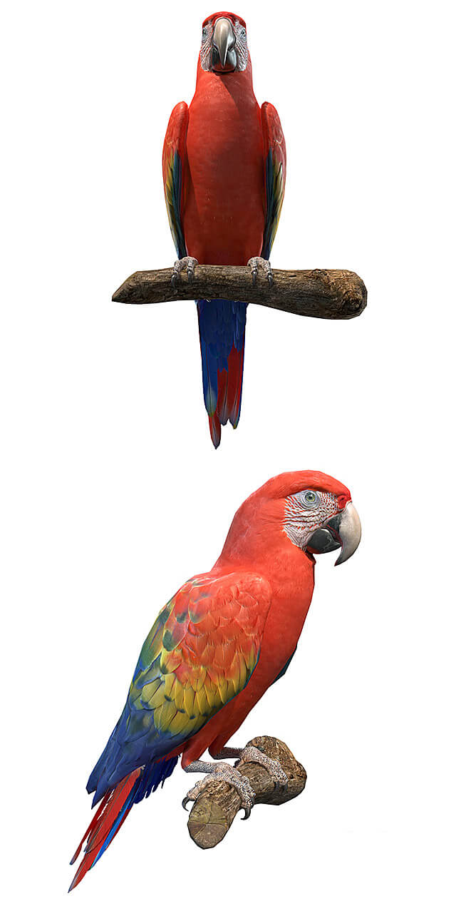 红金刚鹦鹉3D模型（OBJ,FBX,MAX）