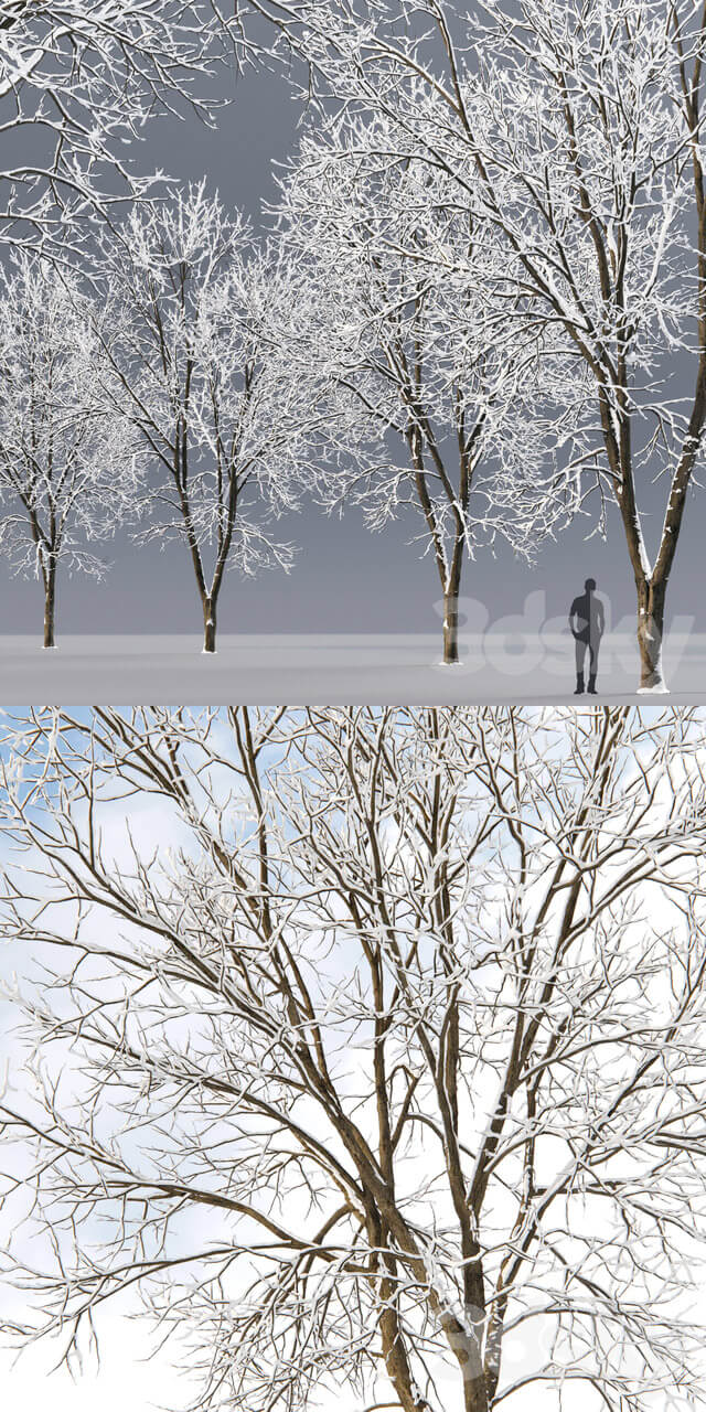 冬天被雪覆盖的梣树3D模型（FBX,MAX）
