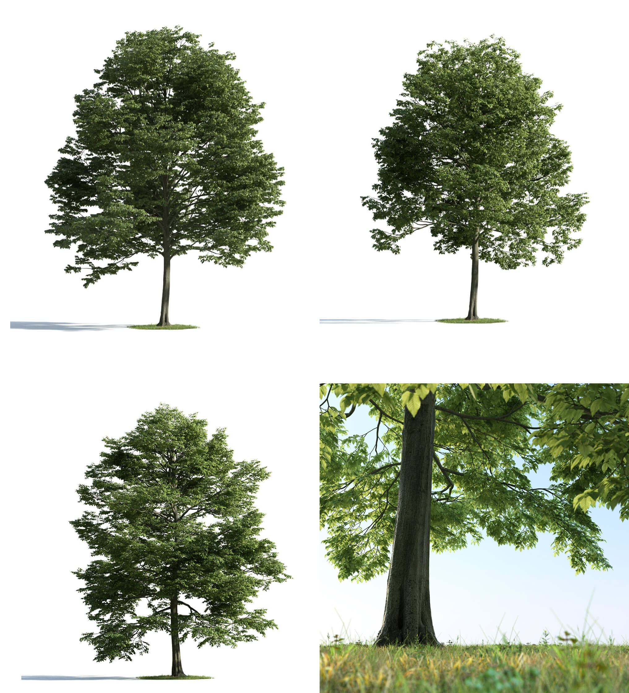 3种形态的桦树3D模型（MAX）
