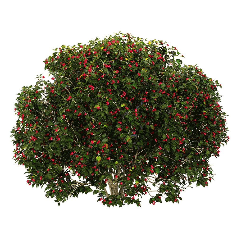 开满红色花朵的欧卫矛树3D模型（OBJ,FBX,MAX）