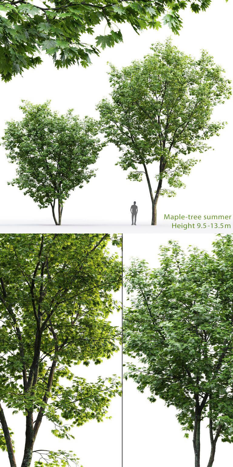 夏天的枫树3D模型（FBX,MAX）
