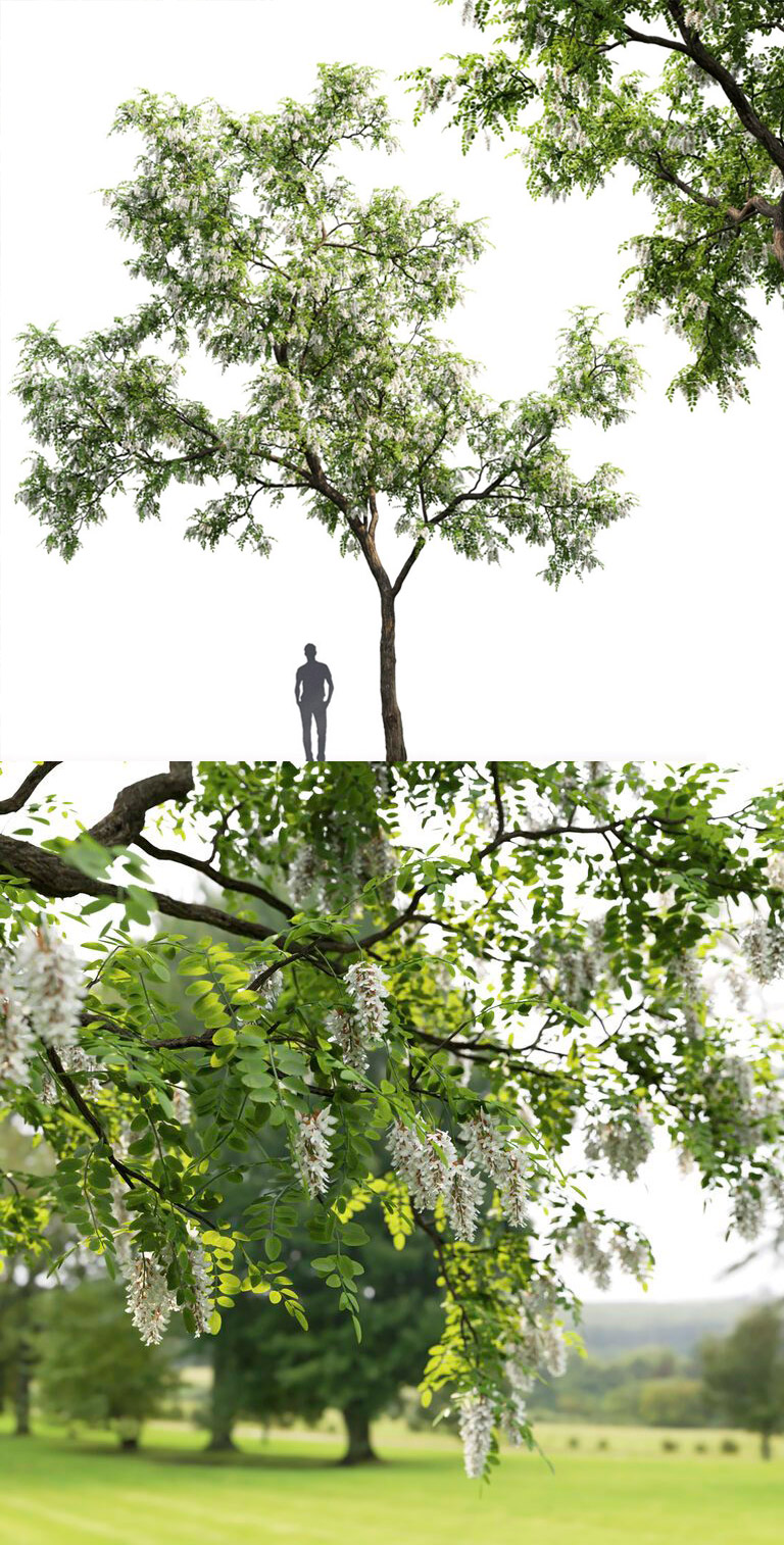 10米高开满白色花朵的刺槐树3D模型（FBX,MAX）