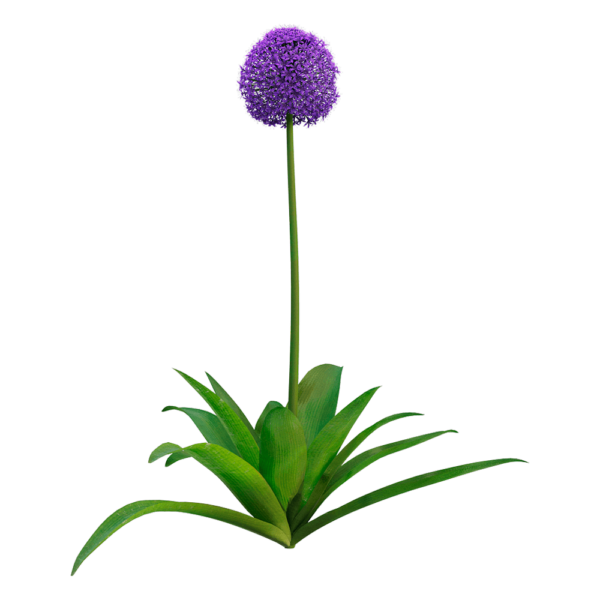 Allium giganteum大花葱3D模型（OBJ,FBX,MAX）