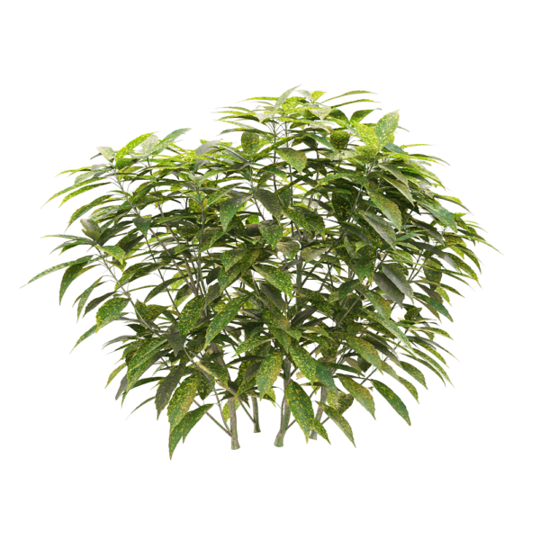 Ancuba japonica洒金珊瑚 花叶青木3D模型（OBJ,FBX,MAX）