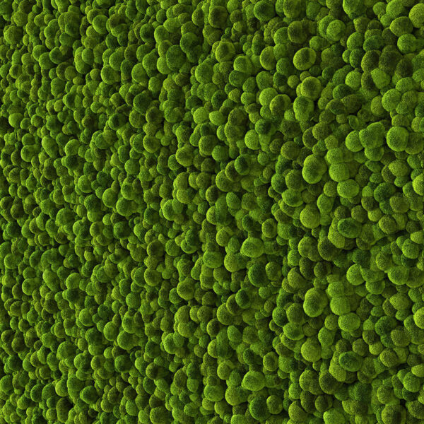 绿色苔藓3D模型（OBJ,FBX,MAX）