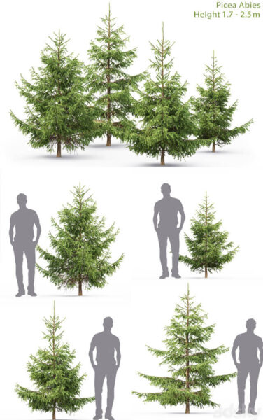 4棵不同形态的小云杉树3D模型（FBX,MAX）