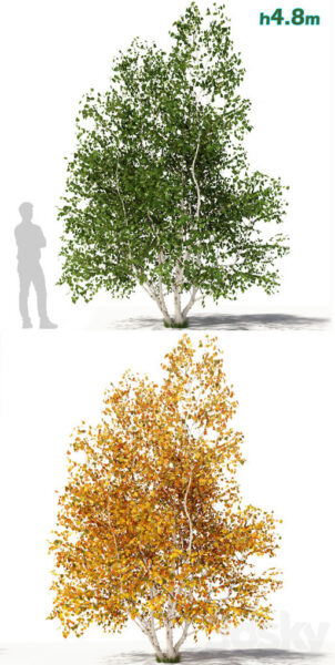 4.8米高两种季节形态的桦树3D模型（FBX,MAX）