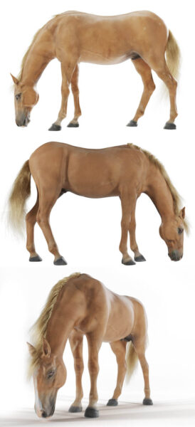 正在吃草的马3D模型（MAX）