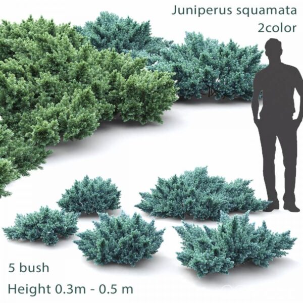 Juniper squamata两种颜色的圆柏灌木丛3D模型（FBX,MAX）