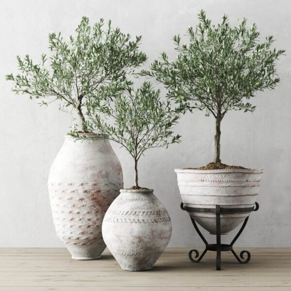 复古花盆中的欧洲橄榄绿植盆景3D模型（OBJ,FBX,MAX）