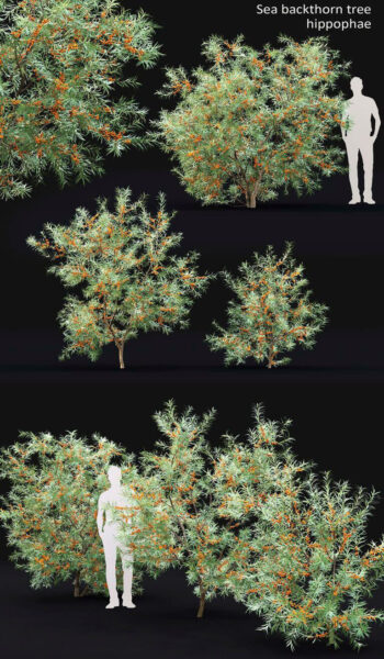 Sea Buckthorn挂满橙色果实的沙棘灌木3D模型（FBX,MAX）