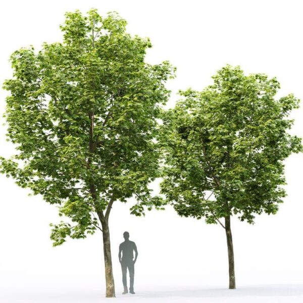 2棵枫树3D模型（FBX,MAX）