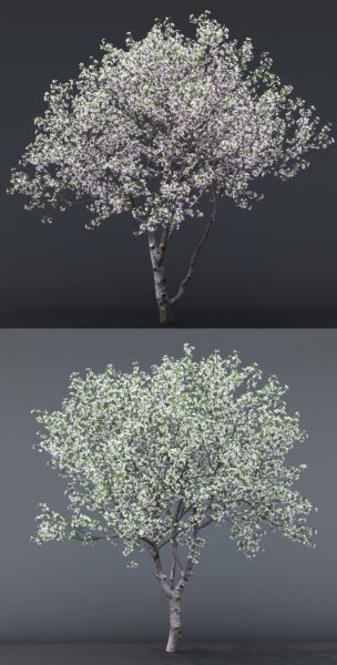 开满粉红色和白色花朵的樱桃树3D模型（FBX,MAX）