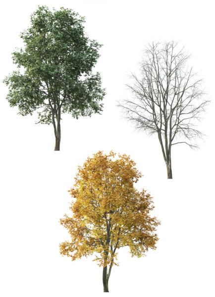 3种形态的单叶枫树3D模型（FBX,MAX）