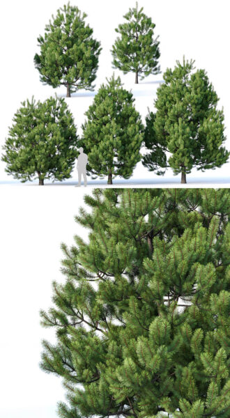 5棵low poly欧洲赤松树3D模型（FBX,MAX）