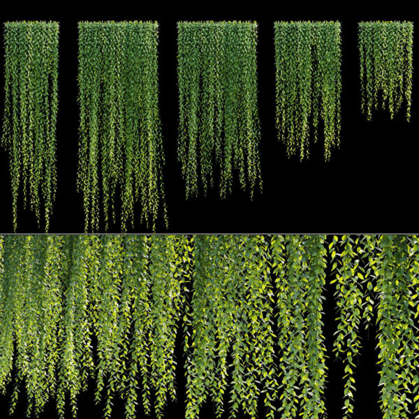 光耀藤帘状爬藤植物3D模型（OBJ,FBX,MAX）