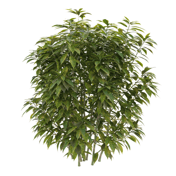 Ancuba japonica洒金珊瑚 花叶青木3D模型（OBJ,FBX,MAX）