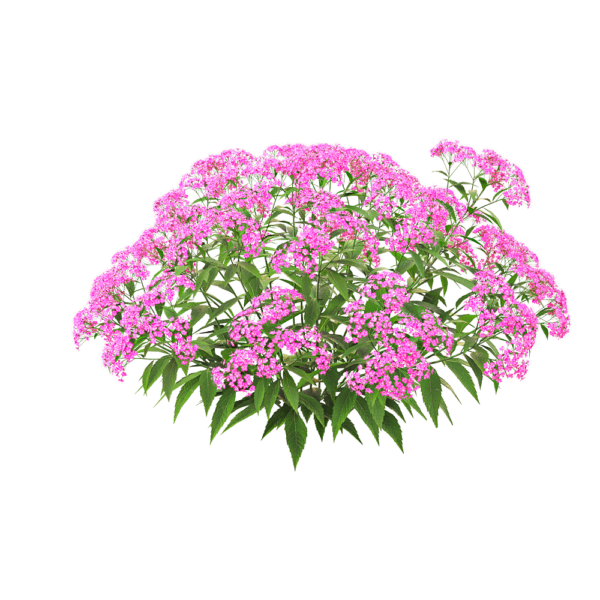 开满紫色花朵的粉花绣线菊花丛灌木3D模型（OBJ,FBX,MAX）