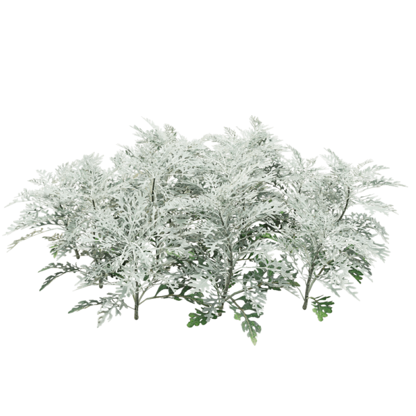 Jacobaea Maritima银叶菊植物3D模型（OBJ,FBX,MAX）